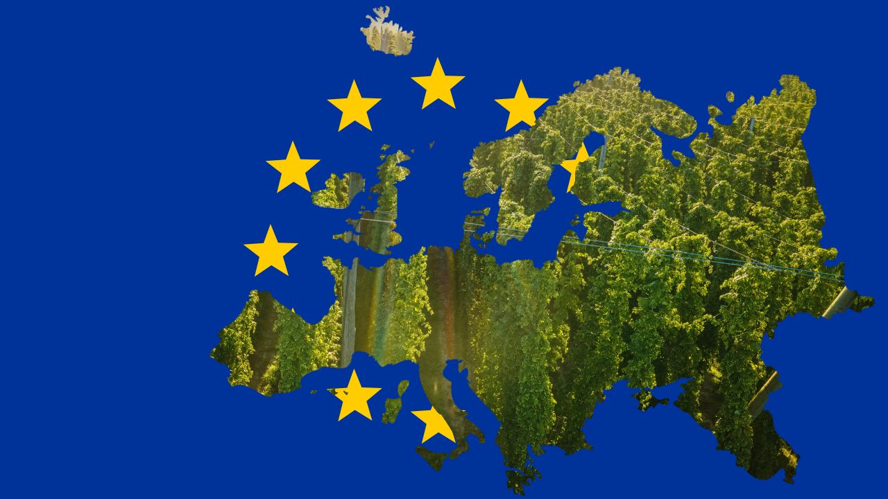 Auf der EU-Flagge als Hintergrund ist der Umriss Europas zu sehen, in dem Hopfenfelder abgebildet sind.