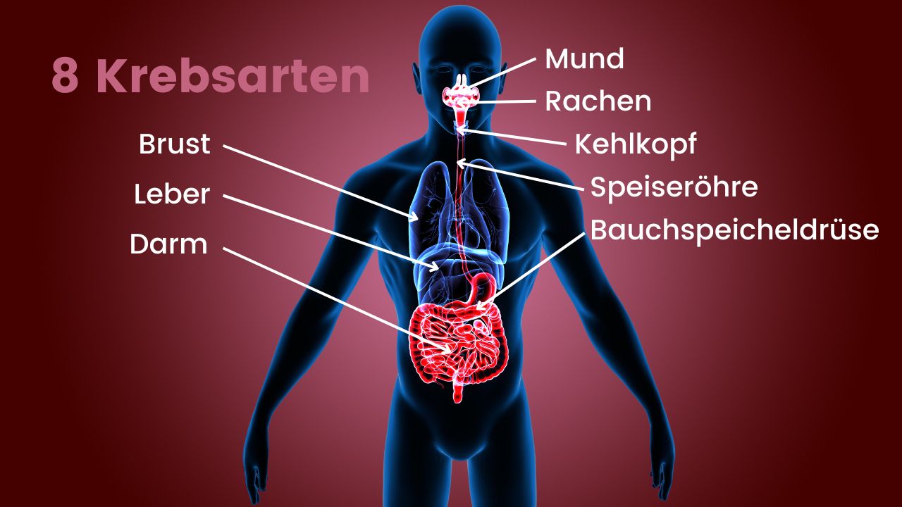 3D-Illustration des Verdauungsapparats mit Pfeilen zu den durch alkoholbedingte Krebsarten betroffenen acht Organen Mund, Rachen, Kehlkopf, Speiseröhre, Brust, Bauchspeicheldrüse, Leber und Darm.