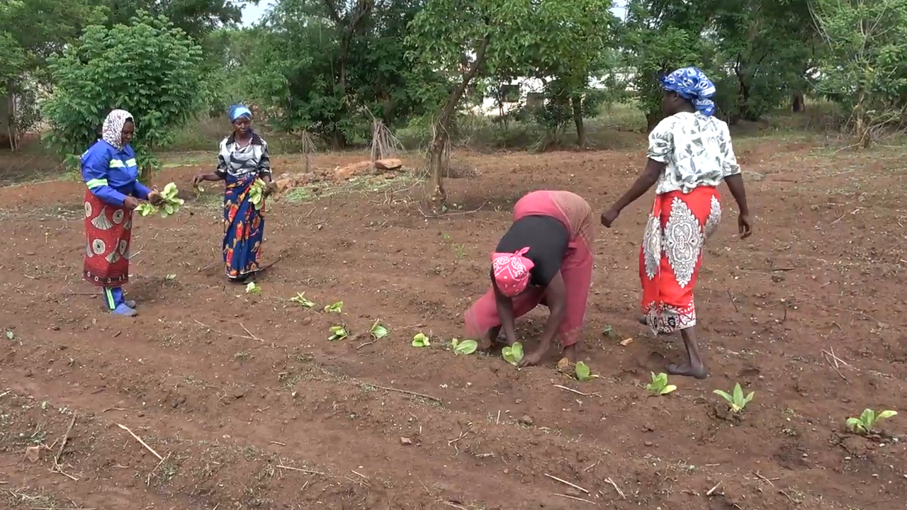 Frauen beim Tabakanbau in Sambia. Screenshot aus dem Youtube-Film von Unfairtobacco: The Impact of Tobacco Production on Women's Rights.